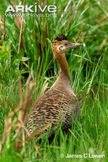 Pretty Red-winged tinamou