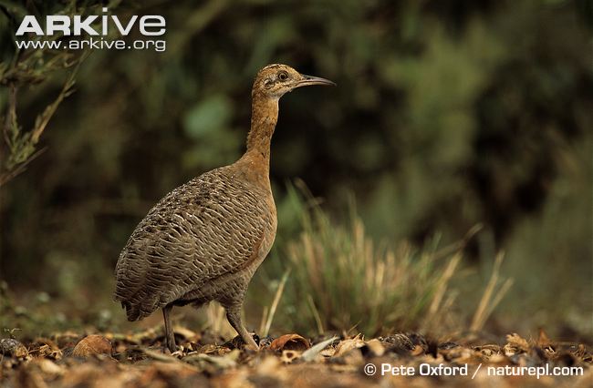 Pretty Red-winged tinamou