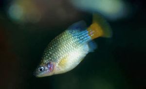 Redtail splitfin
