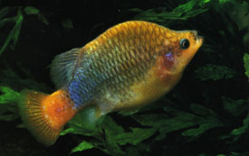 Pretty Redtail splitfin
