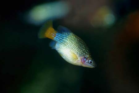 Pretty Redtail splitfin