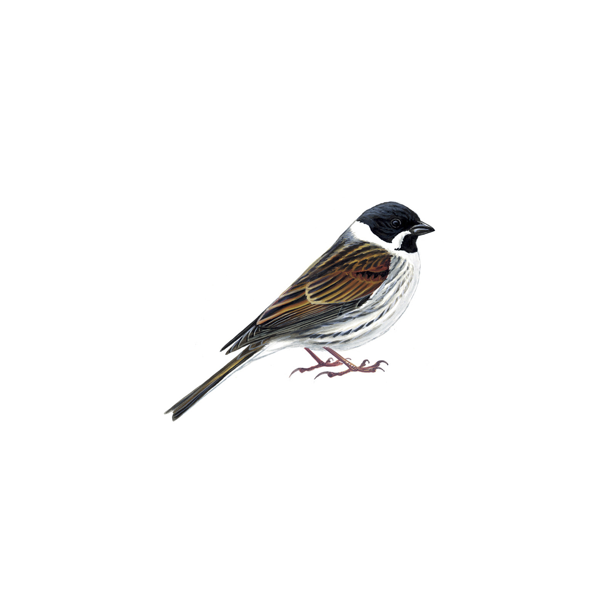 Reed bunting