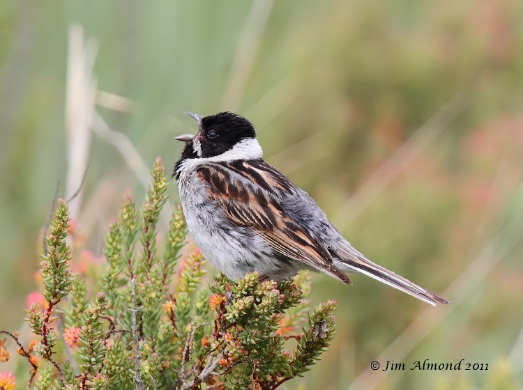Pretty Reed bunting