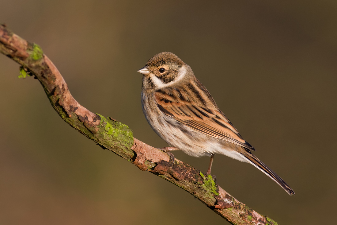 Pretty Reed bunting