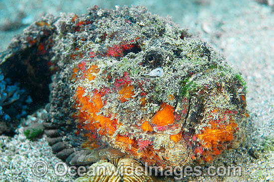 Reef stonefish