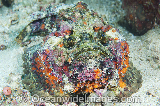 Pretty Reef stonefish