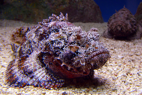 Pretty Reef stonefish