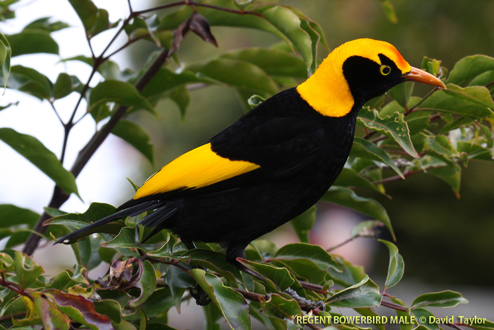 Regent bowerbird