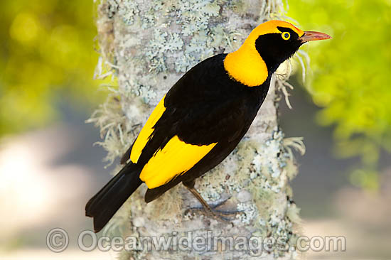 Pretty Regent bowerbird