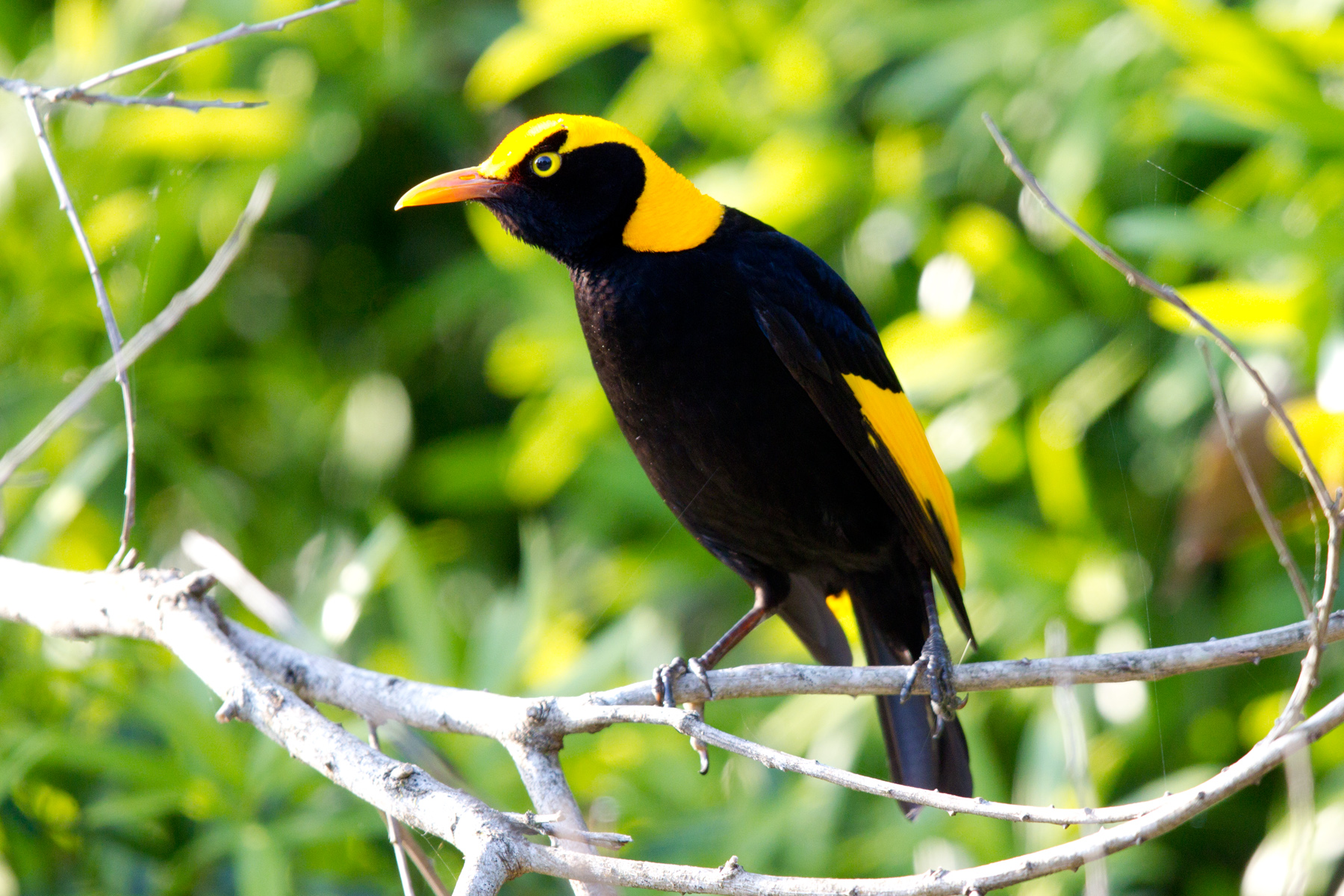 Pretty Regent bowerbird