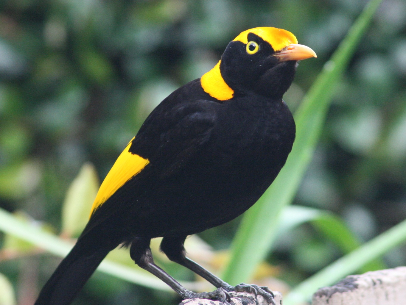 Pretty Regent bowerbird