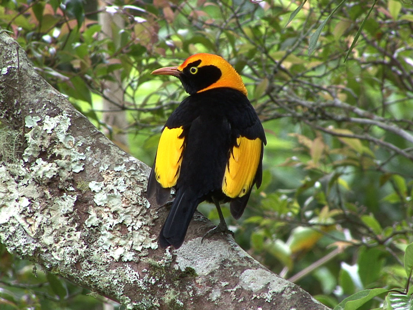 Pretty Regent bowerbird