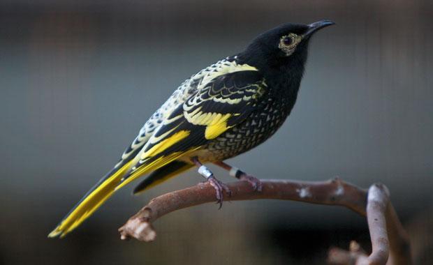Pretty Regent honeyeater