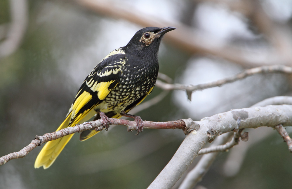 Pretty Regent honeyeater
