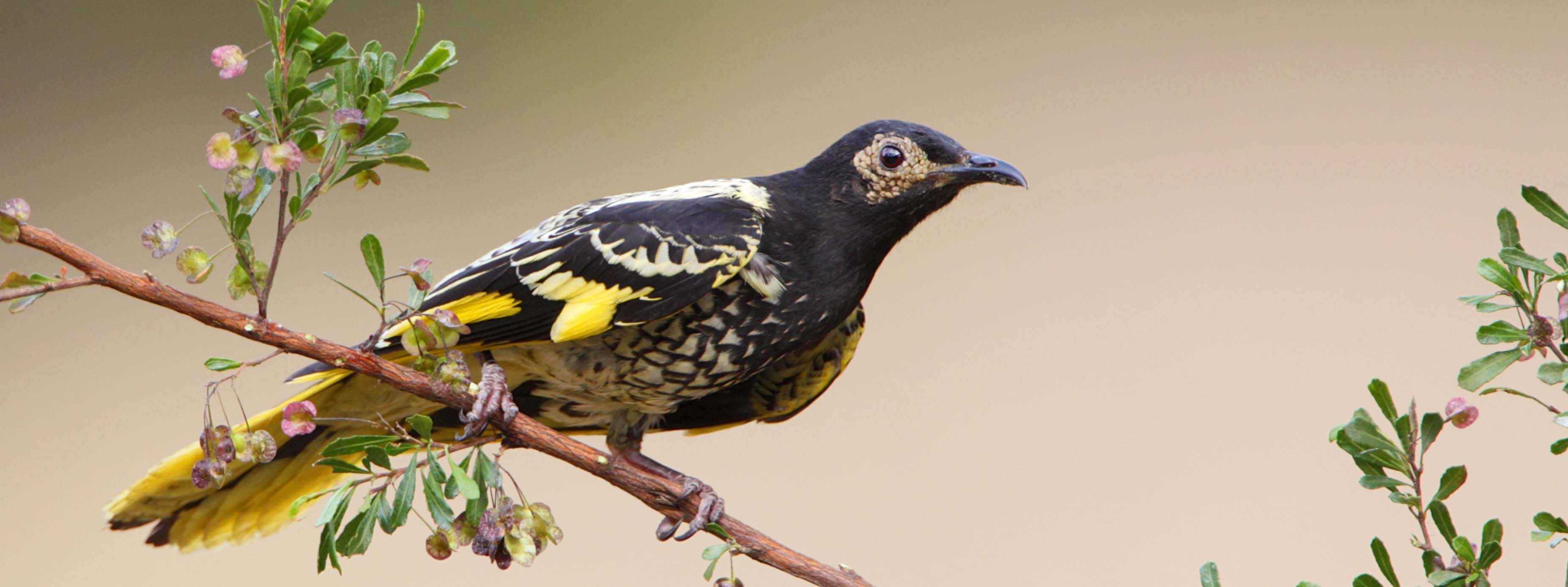 Pretty Regent honeyeater