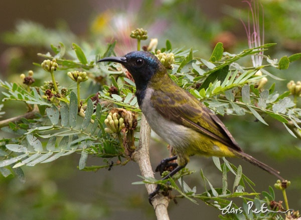 Reichenbach’s sunbird
