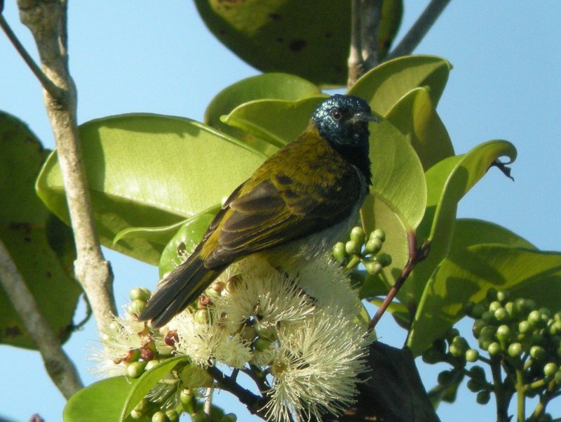 Pretty Reichenbach’s sunbird