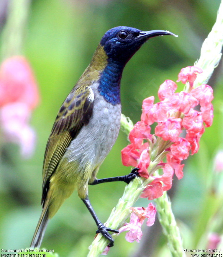 Pretty Reichenbach’s sunbird