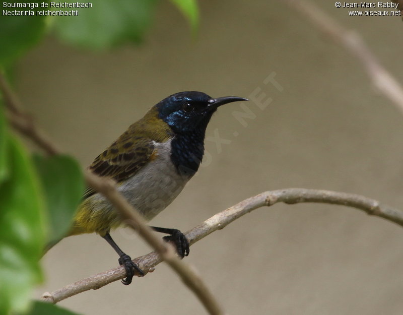 Pretty Reichenbach’s sunbird