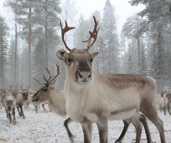Cool Reindeer