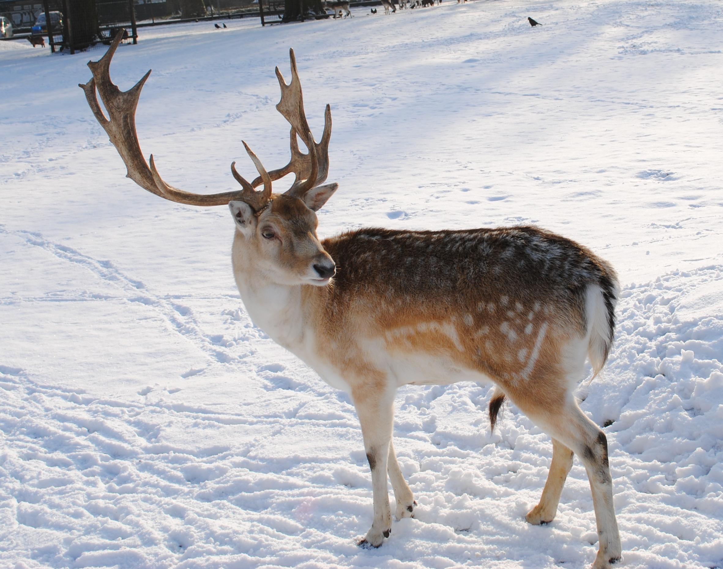 Cute Reindeer