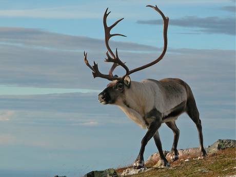 Wallpaper Reindeer