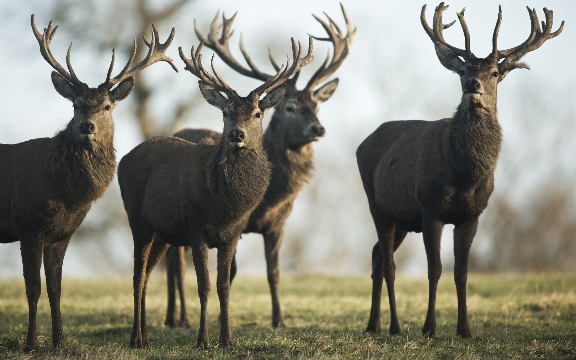 Reindeer photo 