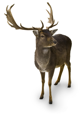 Reindeer wallpaper