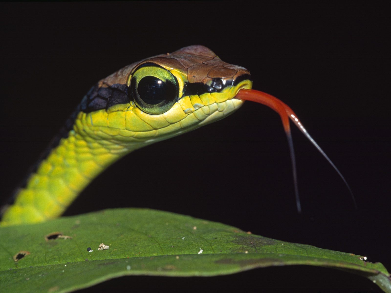 Reptile