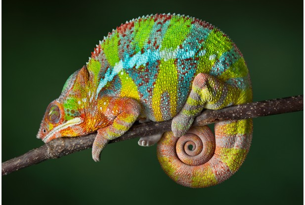 Cool Reptile