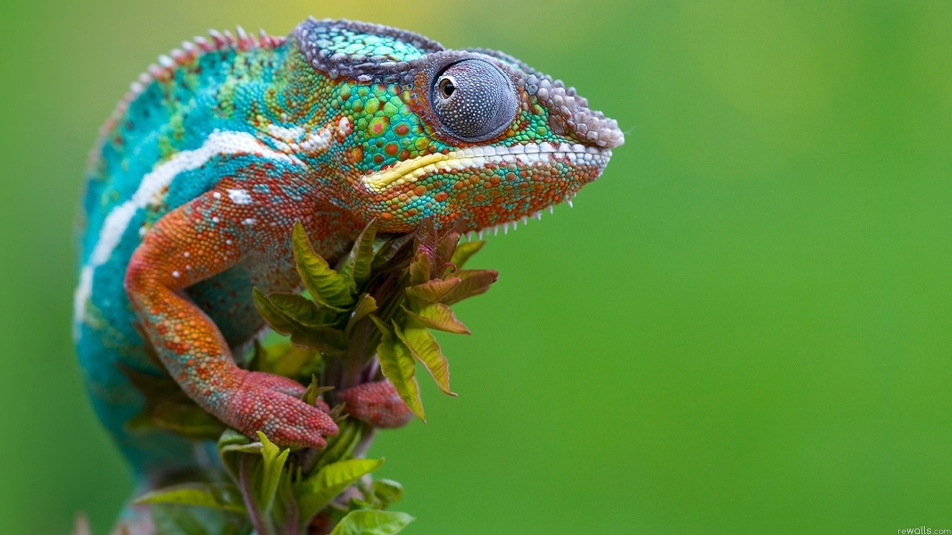 Pretty Reptile
