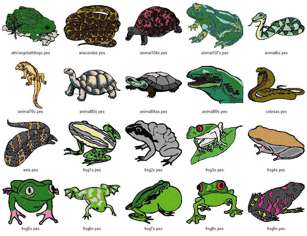 Reptile photo 