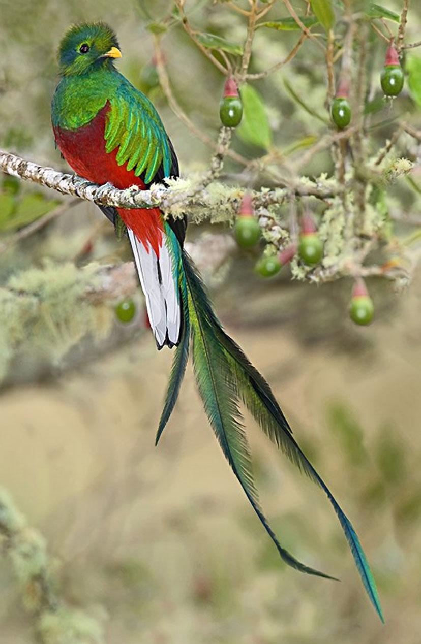 Resplendent quetzal