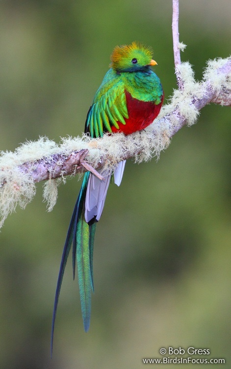 Pretty Resplendent quetzal