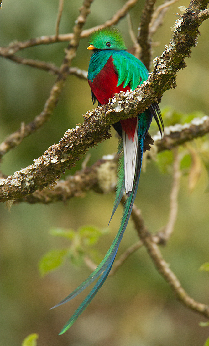 Pretty Resplendent quetzal