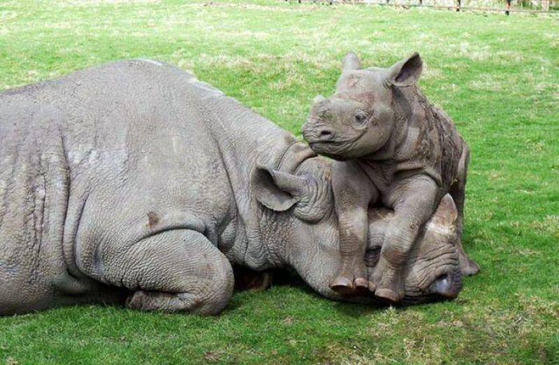 Cool Rhino