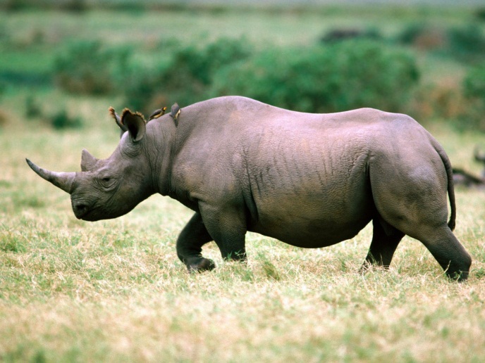 Rhino wallpaper