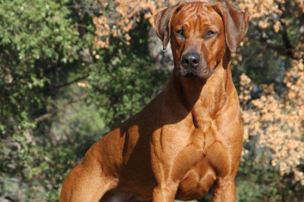 Rhodesian Ridgeback - Dog Breed