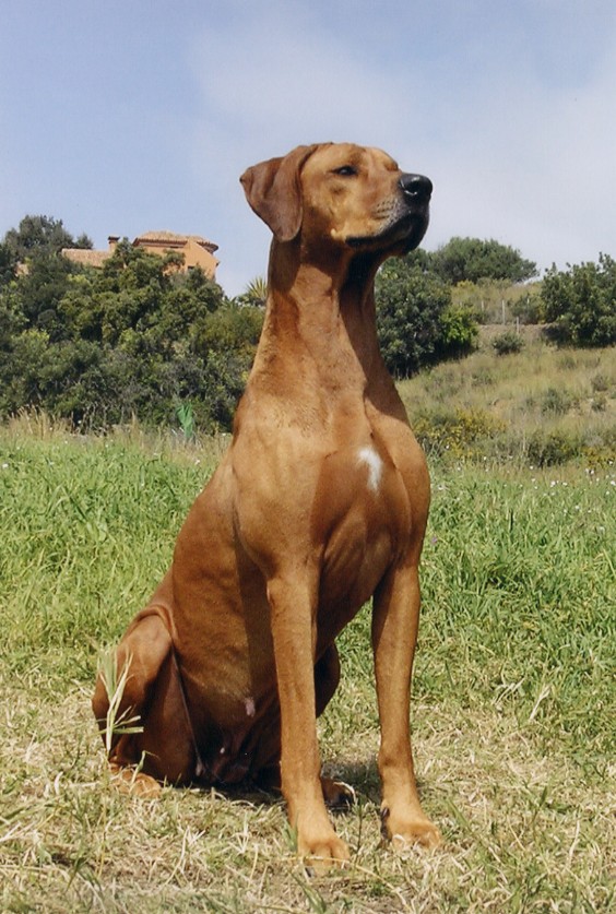 Nice Rhodesian Ridgeback - Dog Breed