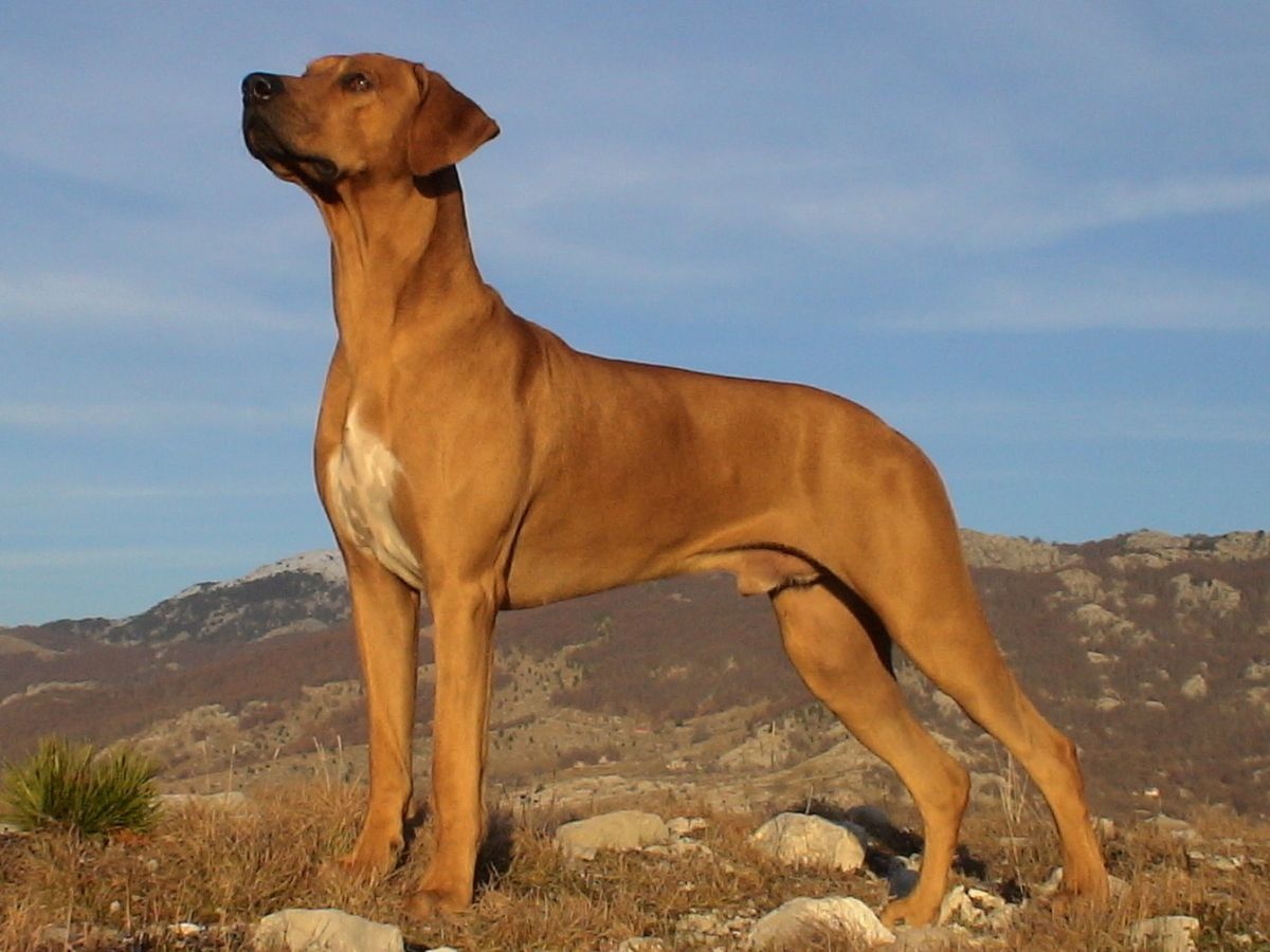 Cool Rhodesian Ridgeback - Dog Breed