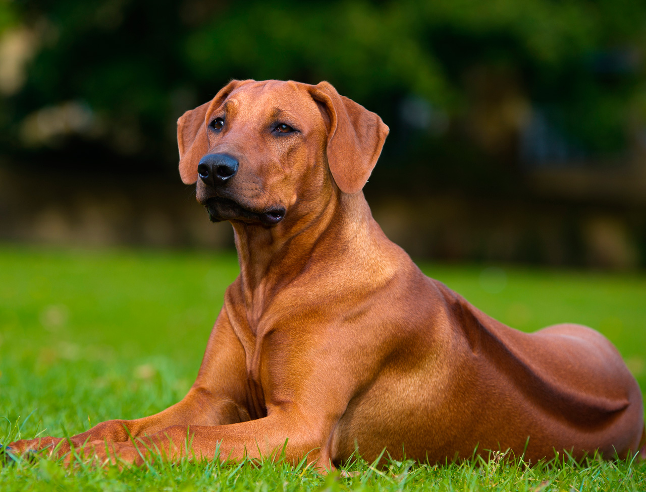Pretty Rhodesian Ridgeback - Dog Breed