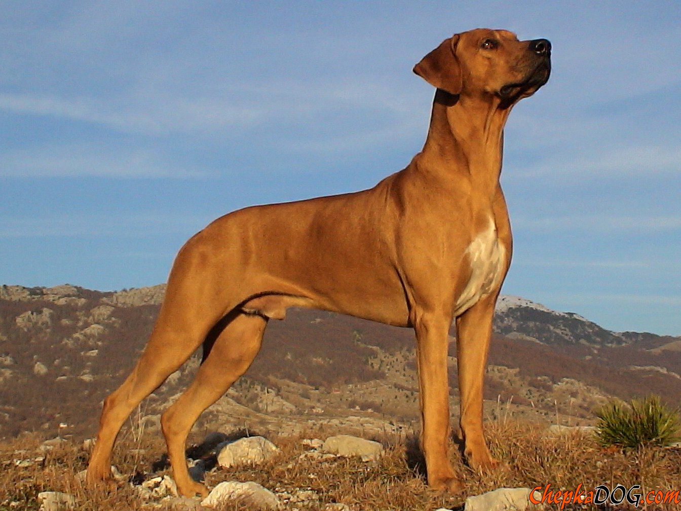 Cute Rhodesian Ridgeback - Dog Breed