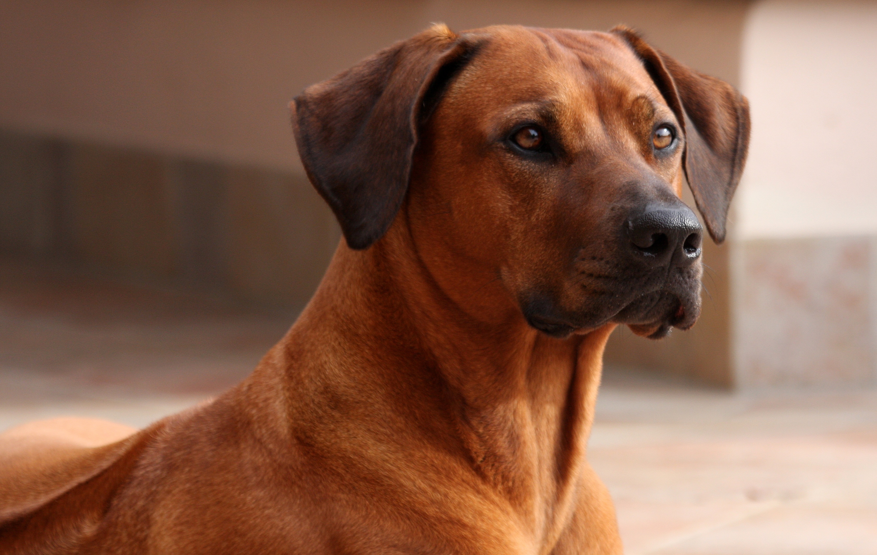 Wallpaper Rhodesian Ridgeback - Dog Breed