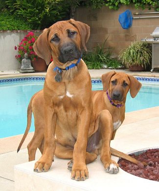 Photo Rhodesian Ridgeback - Dog Breed