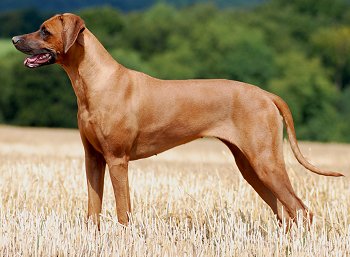 Rhodesian Ridgeback - Dog Breed photo 