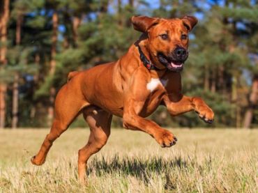 Rhodesian Ridgeback - Dog Breed wallpaper