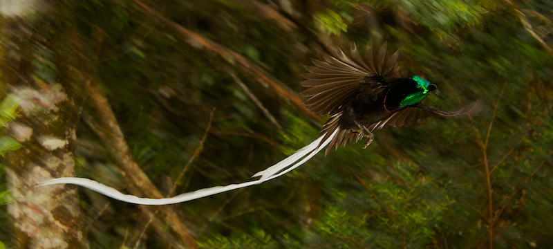 Ribbon-tailed astrapia