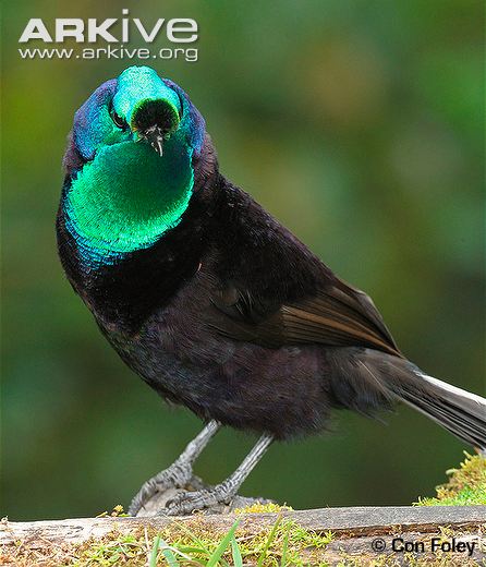 Pretty Ribbon-tailed astrapia