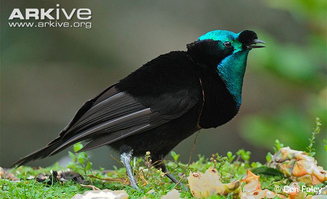 Pretty Ribbon-tailed astrapia