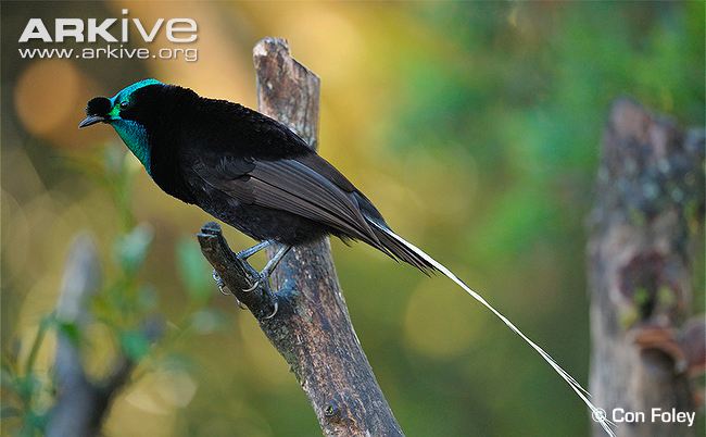Pretty Ribbon-tailed astrapia